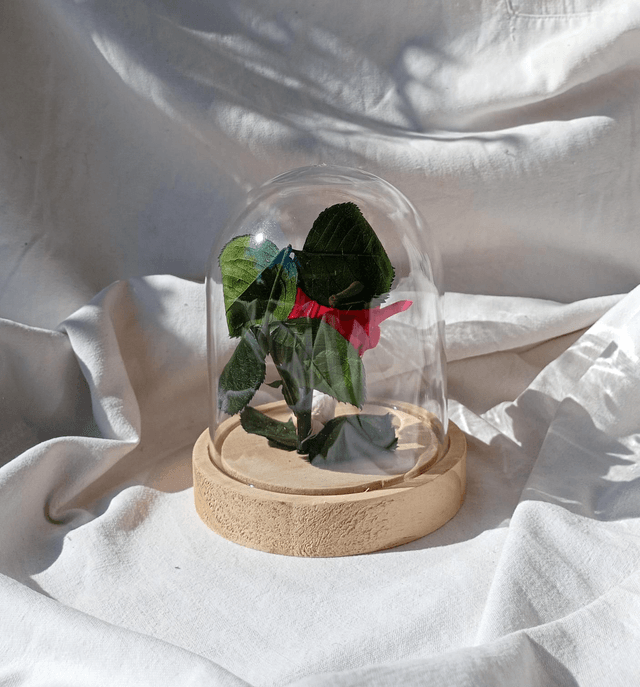 s012 Rose Versaille 