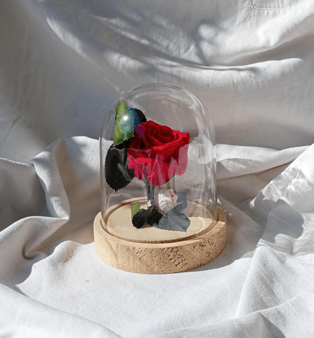 s012 Rose Versaille 
