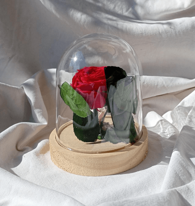 s011 rose anglaise rouge