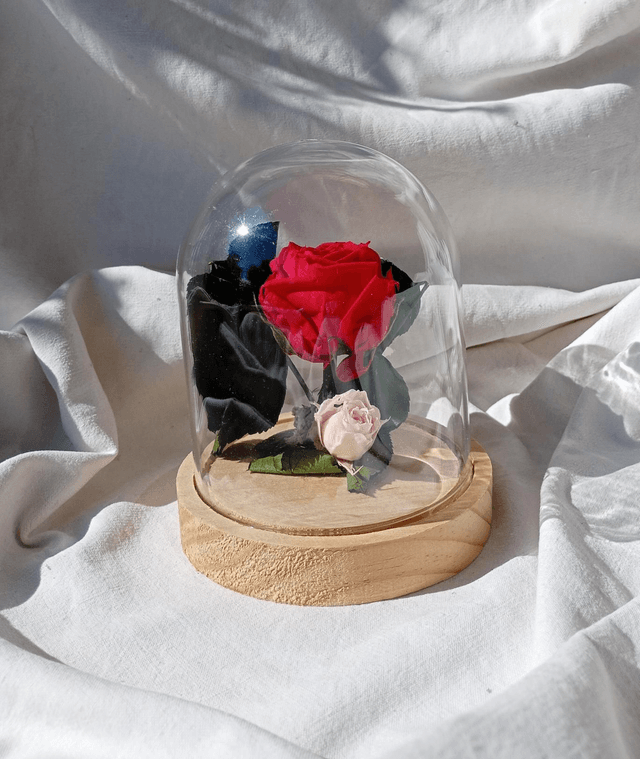 s011 rose anglaise rouge