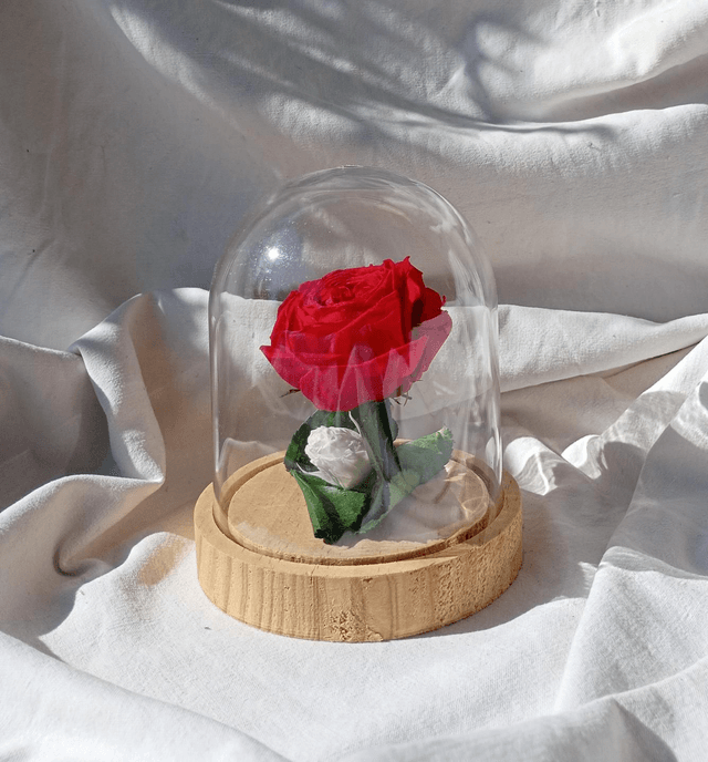 s011 rose anglaise rouge