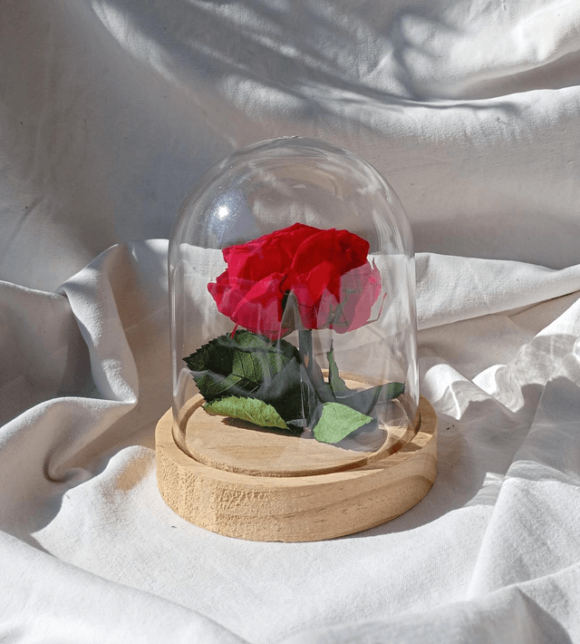 s011 rose anglaise rouge