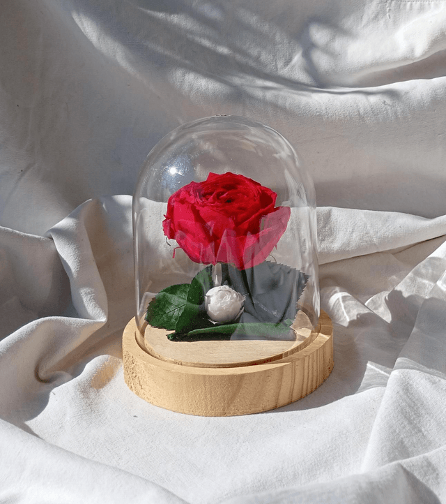 s011 rose anglaise rouge