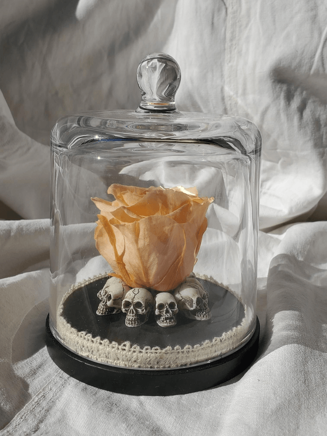 D09 Rose orange pale sur crâne