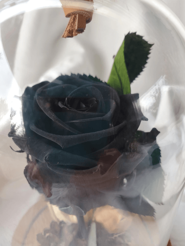 S007 Rose noire sur tige