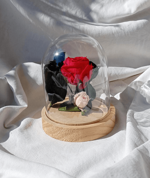 s011 rose anglaise rouge