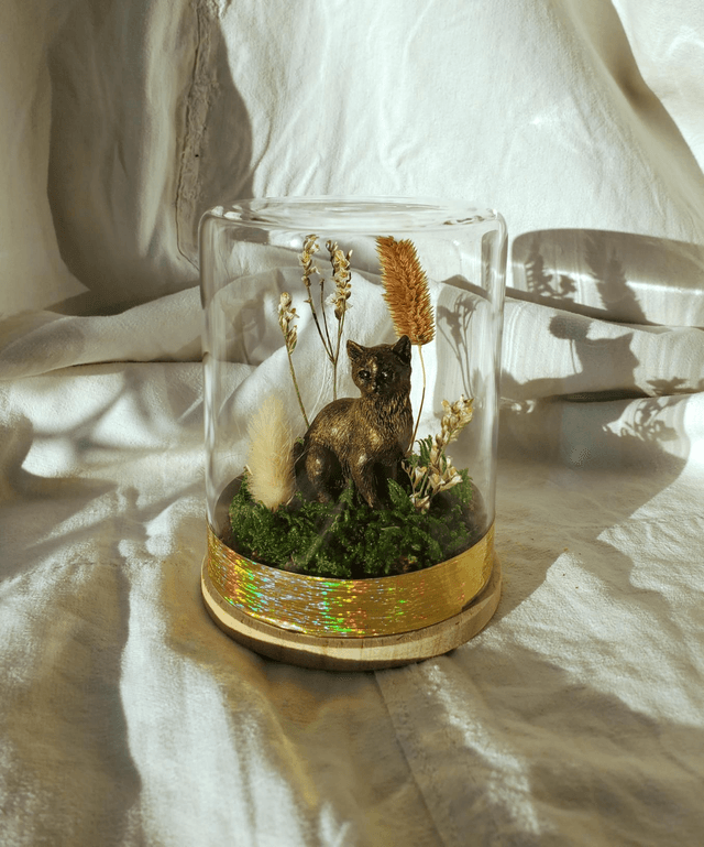 M01 chaton nature